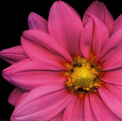 7515~Pink-Dahlia-Posters